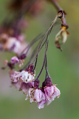 Close-up of faded cherry pink blossom with soft, delicate petals and gentle fading hues