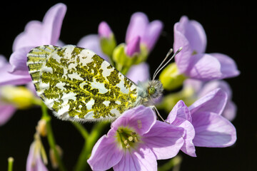 close-up of orange tip butterfly (Anthocharis cardamines) on cuckoo flower (Cardamine pratensis) with detailed wings and soft petals