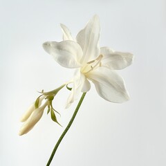 Obraz premium White jasmine flowers on white background.