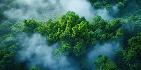 Tropical Rainforest Aerial View: Lush Canopy and Biodiversity from Above, Showcasing Nature's Vibrant Ecosystem.