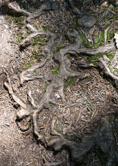 Gros plan de racines d'un arbre