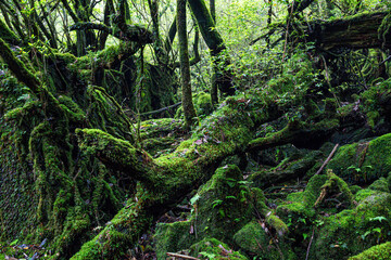 屋久島　白谷雲水峡