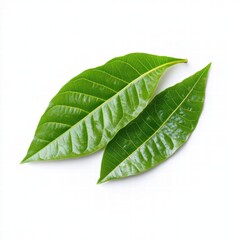 Obraz premium Two green cocoa leaf isolated on a white background