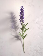 Fototapeta premium A single lavender sprig against a white surface with some scattered light rays on it , spring, isolated