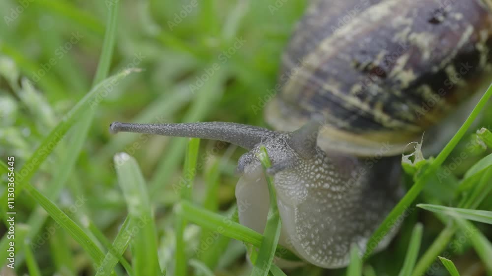 Poster snail crawling through grass, macro view of snail's journey