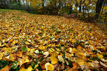 Jesienne klimaty tworzą  opadłe złotawe  liście i przebarwiające się trawy i zioła © JDziedzic