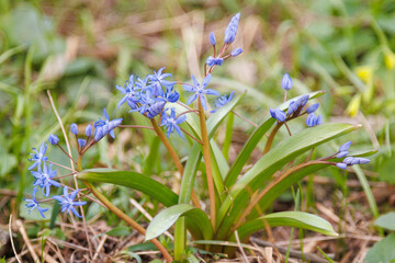 Macro shot of Snowdrop Scilla bifolia blooming in spring. Bellflower flowers with green leaves on natural blurred background.