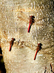 W skąpym jesiennym słońcu Ważki z rodziny Szablak (Sympetrum) wygrzewają się na pniach drzew © JDziedzic
