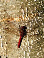 W skąpym jesiennym słońcu Ważki z rodziny Szablak (Sympetrum) wygrzewają się na pniach drzew © JDziedzic