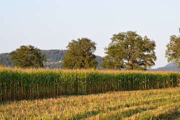 Obraz premium cornfield with trees