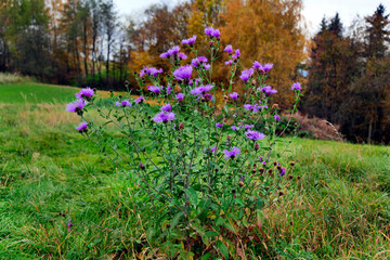 Jesienne klimaty tworzą  opadłe złotawe  liście i przebarwiające się trawy i zioła oraz kwitnący Chaber łąkowy (Centaurea jacea L.) © JDziedzic