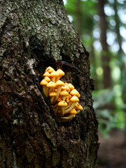 Łuskwiak tłustawy ( Pholiota adiposa) Rośnie na drzewach liściastych i iglastych, zarówno na żywych, jak i na martwych © JDziedzic