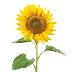 Obraz premium Elegant Yellow Sunflower Isolated on Transparent Background Highlighting Its Blooming Floral Beauty in a Natural Summer Setting
