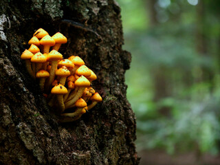 Łuskwiak tłustawy ( Pholiota adiposa) Rośnie na drzewach liściastych i iglastych, zarówno na żywych, jak i na martwych © JDziedzic