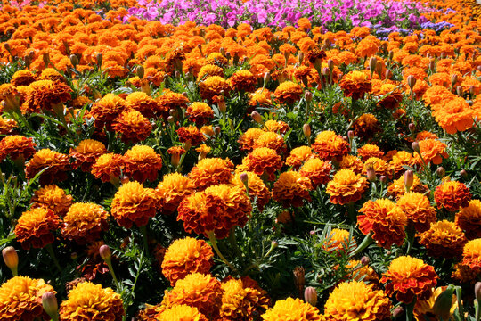 Flower bed with many tagates flowers.