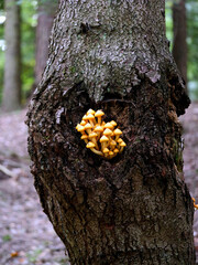 Łuskwiak tłustawy ( Pholiota adiposa) Rośnie na drzewach liściastych i iglastych, zarówno na żywych, jak i na martwych