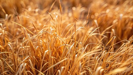 Brown grass background with dried and wilted grass blades, dry, dead, wilted, earthy, textured, nature, outdoor, field