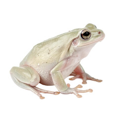 Fototapeta premium Rare morph of the tree frog with pale white skin and a smooth body, isolated on a transparent background