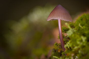 Olsztyński las miejski. Grzybek na mchu. © Andrzej