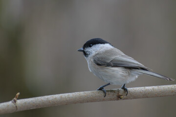 Obraz premium black backed shrike