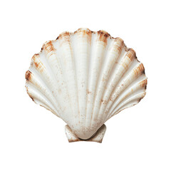 Scallop Shell Ideal for Coastal Decor and Art Transparent png Background.