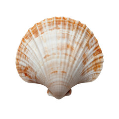 Obraz premium Seashell Isolated on White Background for Decor Transparent png Background.