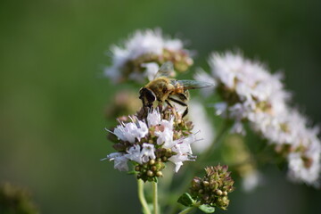 bee on a flower