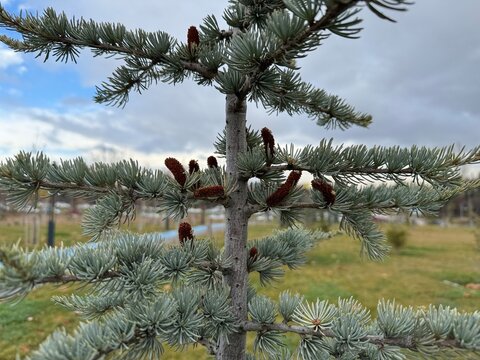 Branch of blue atlas cedar with white green needles and young brown cones. Close-up of the beautiful Cedrus Atlantica tree in the Pinaceae family. Natural beauty of the elegant, coniferous branch.
