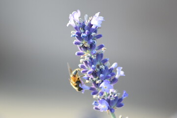 Obraz premium bee on lavender collecting nectar