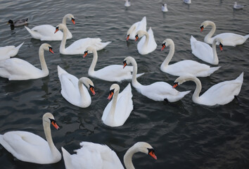 Obraz premium White swan on the water