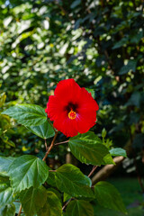 Chinese rose or Hawaiian hibiscus plant in sunlight. Bright large red flower of Chinese hibiscus...