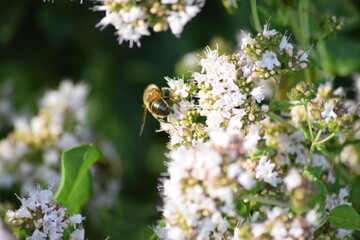 bee on a white flower