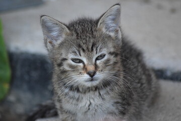 Obraz premium close up portrait of a kitten