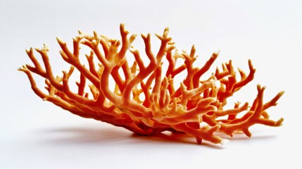 A unique coral fungus with its intricate branching structure, isolated on white