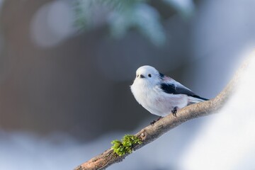 A cute long tailed tit sits on the branch in winter forest.   A white titmouse with long tail in the nature habitat. Aegithalos caudatus © Monikasurzin