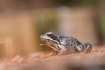 Fototapeta premium A young european common brown frog (Rana temporaria). art photography of an amphibian