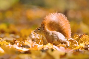 A cute european red squirrel sits in the autmn leaves. Sciurus vulgaris