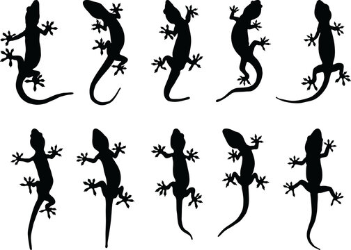 Black silhouettes of lizards