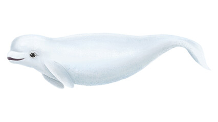 Obraz premium Cute beluga whale png sticker, animal illustration, transparent background