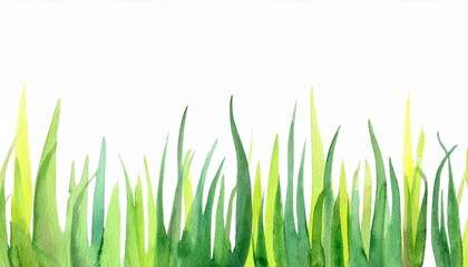 Obraz premium Grass watercolor illustration