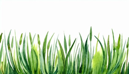 Obraz premium Grass watercolor illustration