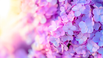 Fototapeta premium Spring lilac flowers under sunlight. Beautiful nature landscape. Hello spring banner