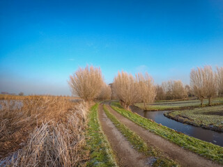 Dutch winter landscape with frozen reeds on the edge of the ponds. Cold morning with ice crystals on the surface of dry plants