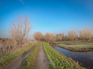Dutch winter landscape with frozen reeds on the edge of the ponds. Cold morning with ice crystals on the surface of dry plants