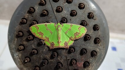 green moth, moths of india