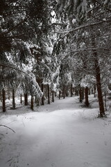 snow covered road through a forest in winter