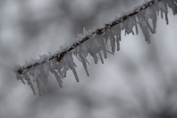 Obraz premium frozen tree branches