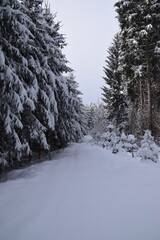 snow covered road through a forest in winter