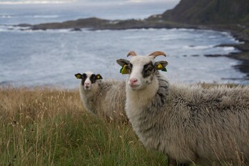 Schafe Insel Runde Norwegen