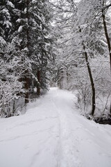 Obraz premium snow covered road through a forest in winter